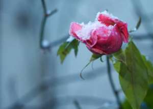 Eine Rose mit Schnee im Spätherbst - (Foto: Martin Goldmann)