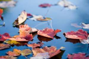 Laub auf Gartenteich - (Foto: iStockphoto/Christine Glade)