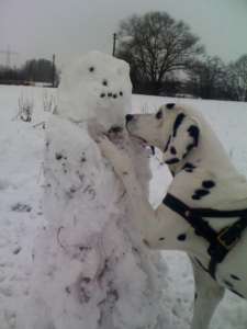 Hund im Schnee an einem Schneemann mit Leckerli - (Foto: Martin Goldmann)