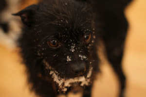 Hund mit Schneekluempchen an der Schnauze - (Foto: Martin Goldmann)