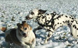 Zwei Hunde spielen im Schnee - (Foto: Martin Goldmann)