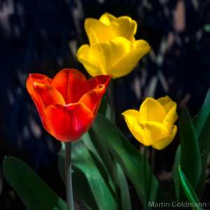 Tulpen - (Foto: Martin Goldmann)