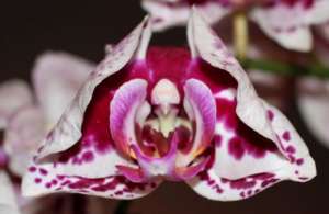 Orchideenbluete - (Foto: Martin Goldmann)