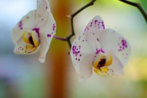 Weiße Orchideenblüten mit lila Zeichnung - (Foto: Martin Goldmann)