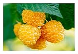 Gelbe Himbeere 2 Töpfe (Rubus idaeus 'Golden Everest')'die Vitaminbombe'