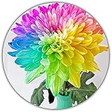 Regenbogen Chrysantheme - ca. 50 Samen - Wunderbare Farbpracht - Ideal als Geschenk