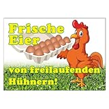 Werbeschild Frische Eier von freilaufenden Hühnern A3 (42x30 cm)