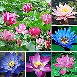 40 Stücke Gemischte Lotus Samen Mehrjährige Wasserlilie Für Balkonterrassen Teichbepflanzung...