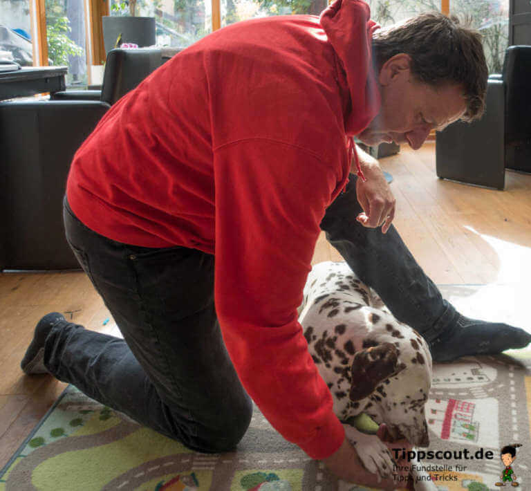 Dem Hund „Platz“ beibringen Tippscout.de