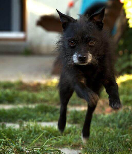 Dem Hund „komm“ beibringen Tippscout.de